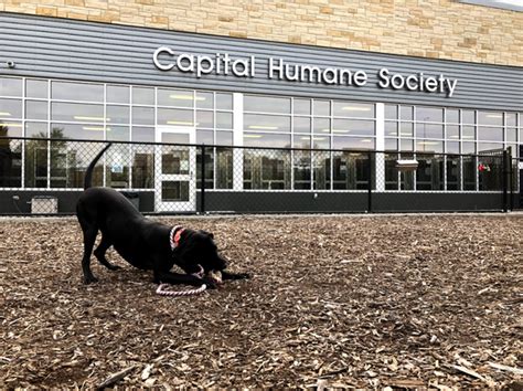 Capital humane society lincoln - Capital Humane Society serves and unites our community by providing resources and support for pet owners, caring for displaced animals, ... 2320 Park Boulevard Lincoln, NE 68502 Phone (402) 441-4488 ext. 2. Fax (402) 421-3194. E-mail. Monday-Friday: 10:30am - 6:00pm